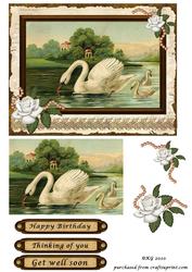 Swans