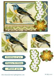 Lazuli Bunting