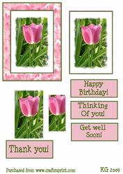 Pink Tulip