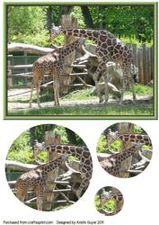 Giraffe Aand Baby