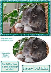 Cat Atitude Birthday