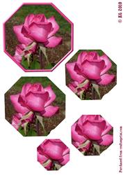 Bright Pink Rose