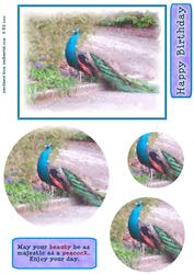 Peacock