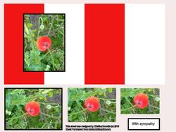 The Poppy