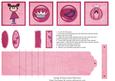 Pink Princess - Waterfall Sheet
