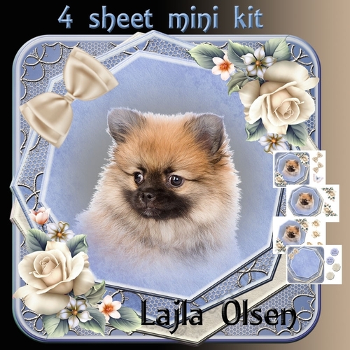 Blue Pomeranien