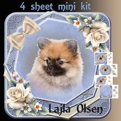 Blue Pomeranien