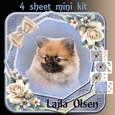 Blue Pomeranien