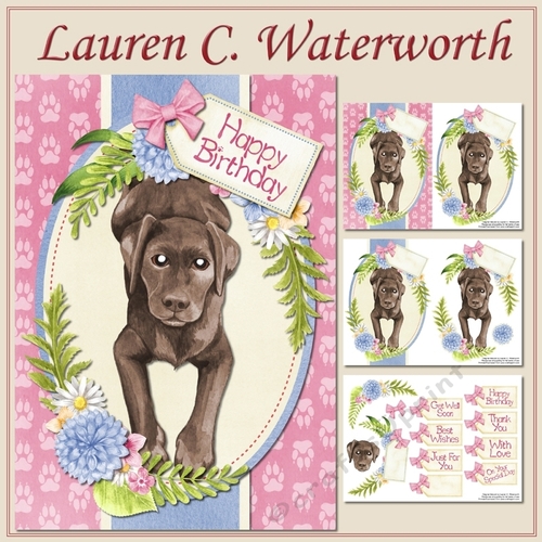 Chocolate Labrador
