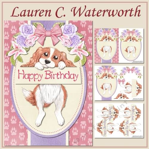 Brown and White Spaniel