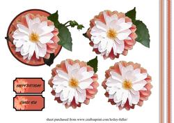 Dahlia Peach