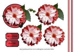 Dahlia Rouge
