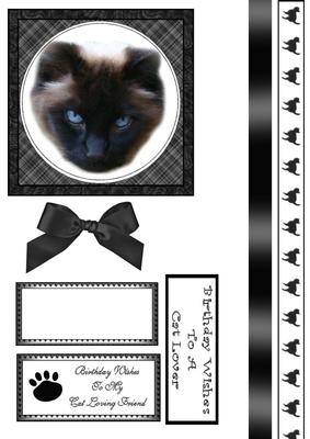 Blue Eyed Cat