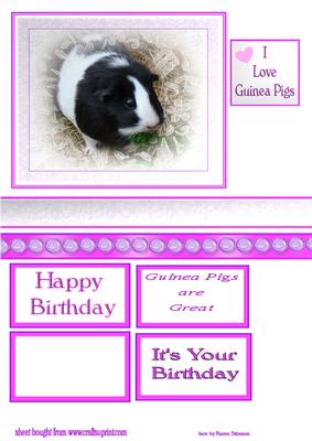 Little Guinea Pig