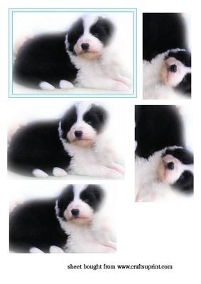 Sweet Black & White Puppy Pyramid