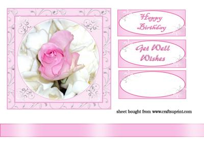 Pink and White Roses