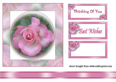Beautiful Pink Rose