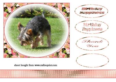 Little Yorkie