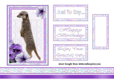 Meerkat Special Day