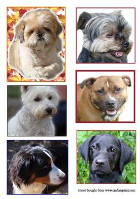 6 Dog Toppers
