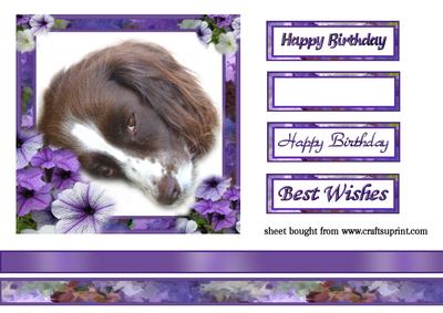 Purple Spaniel