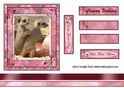Baby Meerkats