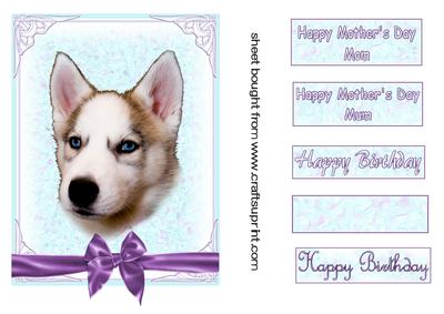 Husky Dog in a Blue Frame