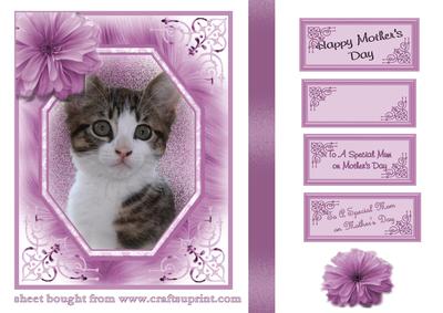 Mother's Day Kitten