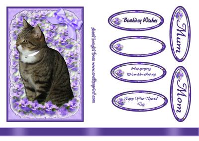 Cat in Purple Frame