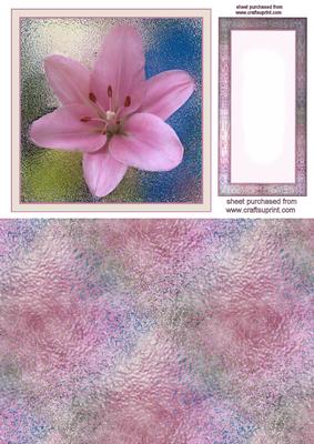 Pink Lily