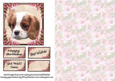 Bertie on Rose Background