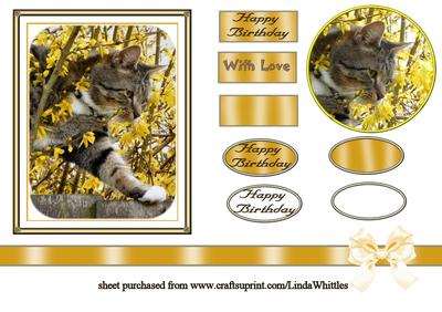 Cat in Forsythia Bush