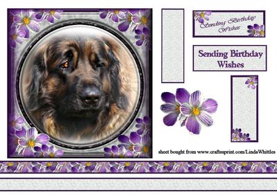 Handsome Dog in a Pretty Frame