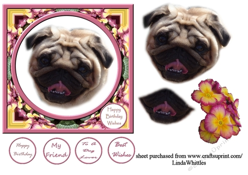 Pug in a Pretty Frame