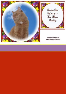 Ginger Cat Birthday