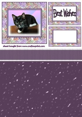 Little Black Cat