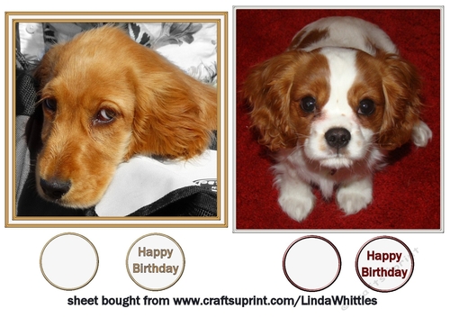 Two Puppy Toppers
