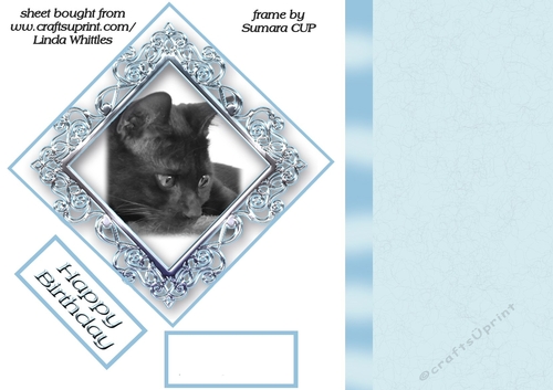 Black Cat in a Pretty Frame