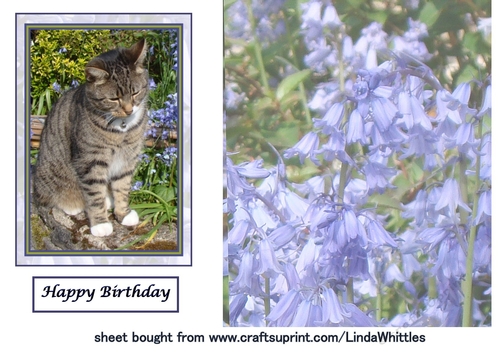 Cat among the Bluebells Topper