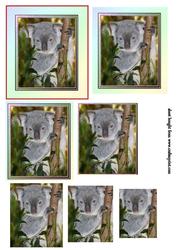 Little Koala