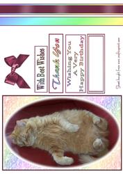 Let Sleeping Cats Lie - 