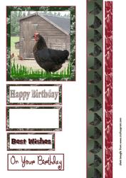Chicken