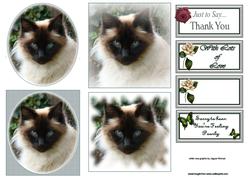 Ragdoll Cat