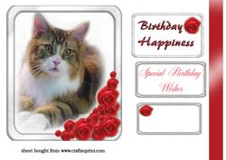 Beautiful Tabby Cat