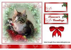 Christmas Kitten