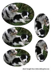 Playful Puppy Pyramid