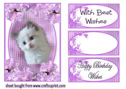 Little Kitten in Lilac Frame
