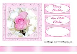 Pink and White Roses