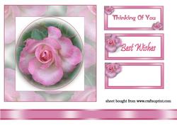 Beautiful Pink Rose