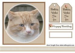 Ginger Cat Quick Card